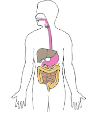 digestive system